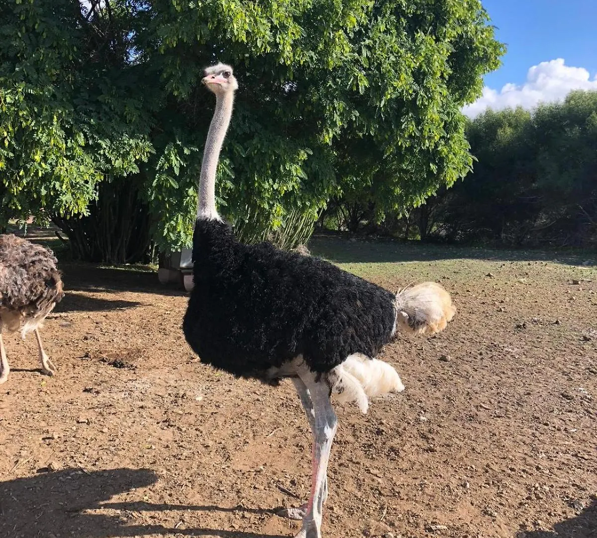 Séjour à la ferme Villa Finca Avestruz à San Isidro  Espagne